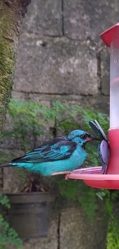 Turquoise bird on feeder with lush greenery backdrop.