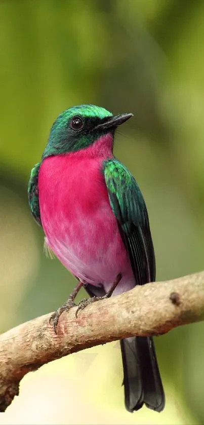 Colorful bird perched on branch with lush green background.