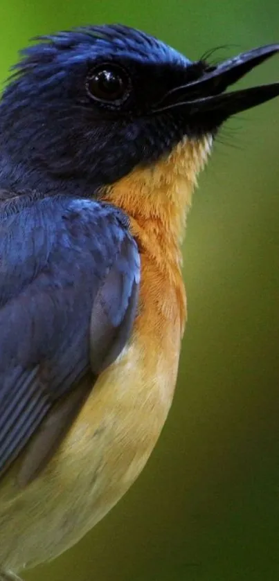 Close-up of a vibrant blue and orange bird against a green background.