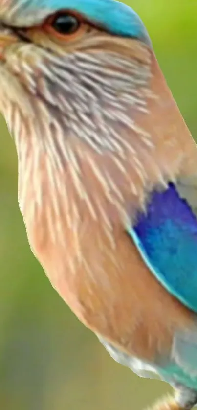 Close-up of a vibrant bird with colorful feathers in a natural setting.