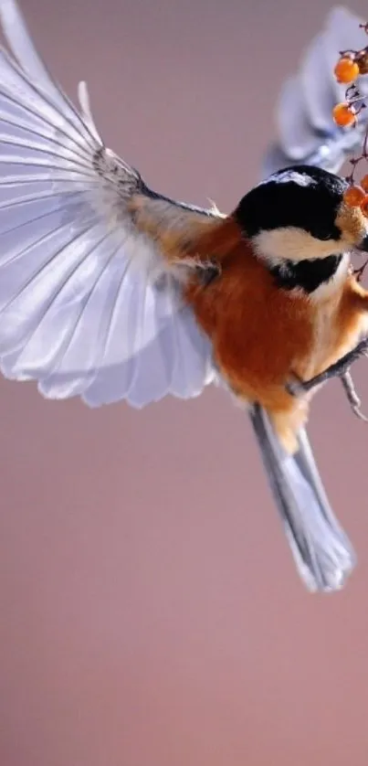 Vibrant bird in flight with orange berries and wings spread wide.