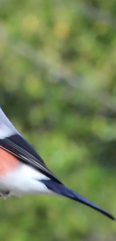 Colorful bird perched against a lush green background.