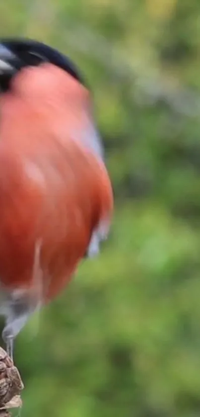 Vibrant blurred bird against green background.