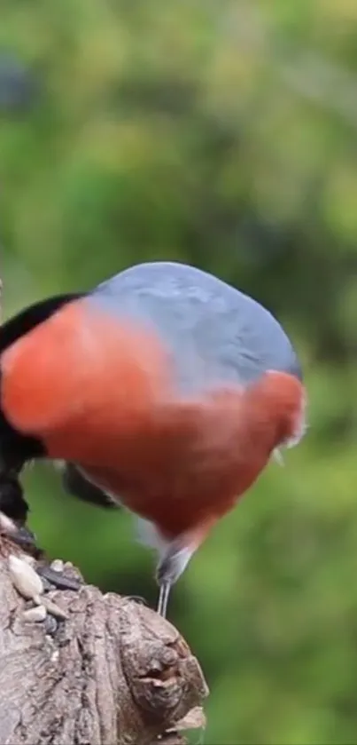 Vibrant red and grey bird perched on a tree in a lush green forest.