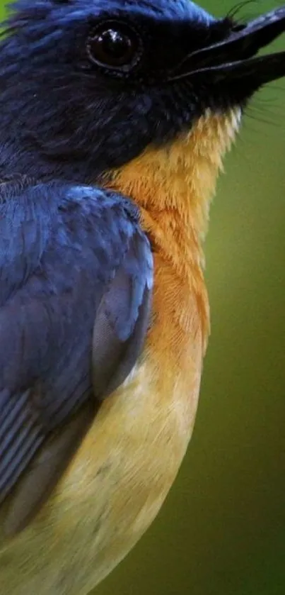 Close-up of a vibrant bird with blue and orange plumage against a green background.