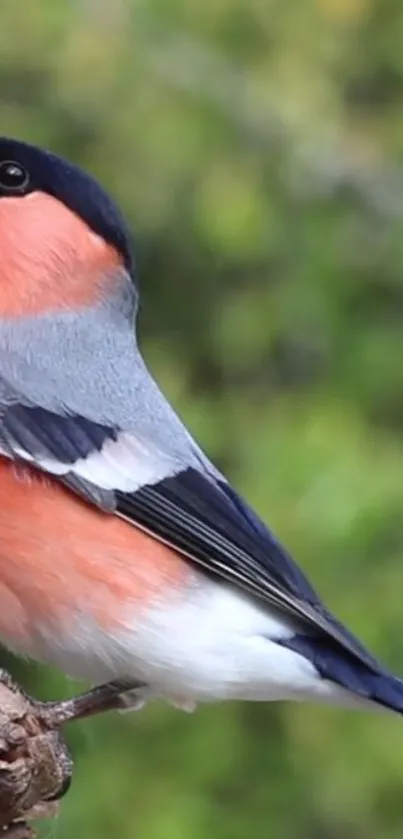 Bullfinch on branch with green background.