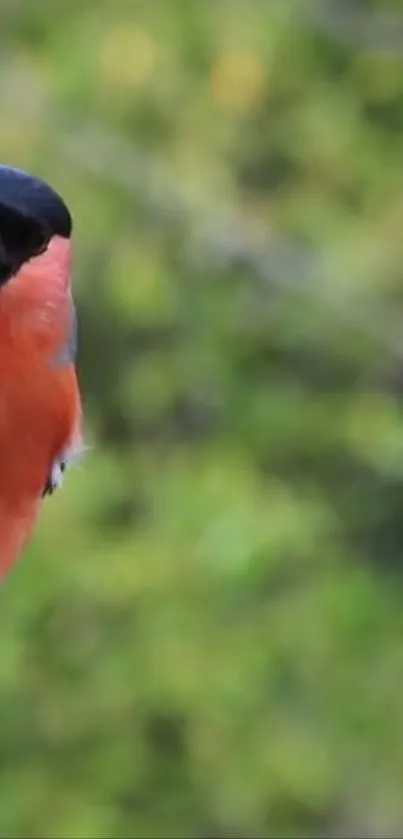 Vibrant bird perched in lush green setting.