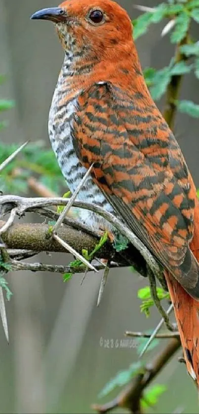 Colorful bird perched on a branch with green leaves in a natural setting.