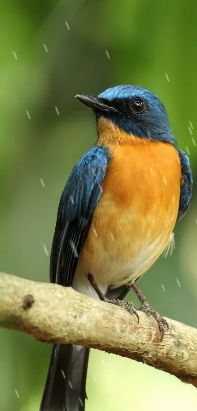 Colorful orange and blue bird perched on branch, lush green background.