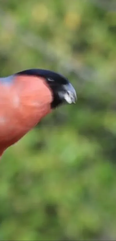 Vibrant red bird perched with green foliage background.