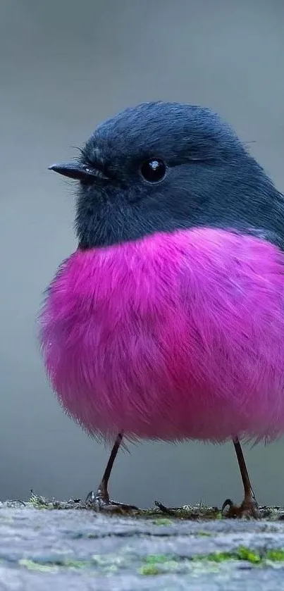 A cute black and pink fluffy bird on a mobile wallpaper.