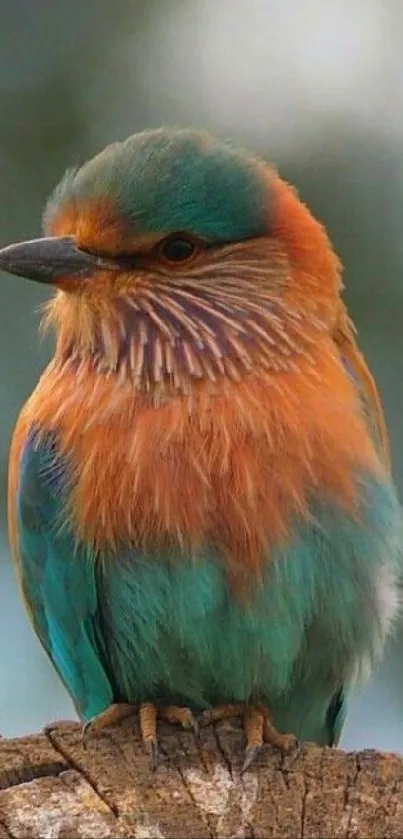 Vibrant bird perched on a branch against a blurred black background.