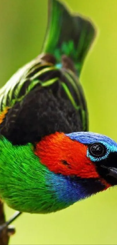 Vibrant tanager bird on branch wallpaper with black background.