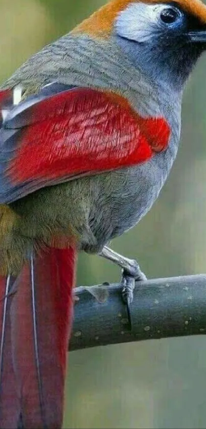 Vibrant red bird on branch wallpaper.