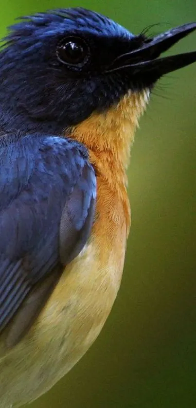 Close-up of a blue and orange songbird with a blurred green background.