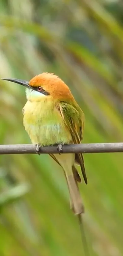 Vibrant bird perched in nature, showcasing green hues on mobile wallpaper.