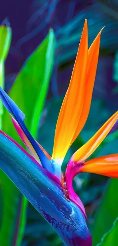 Vibrant bird of paradise with lush green leaves.