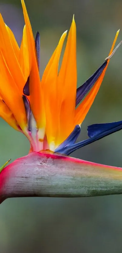 Vibrant Bird of Paradise flower close-up wallpaper.