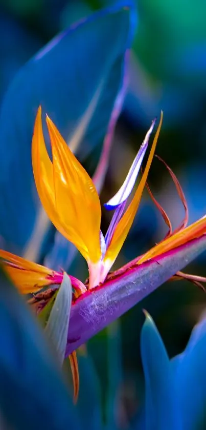 Vibrant Bird of Paradise flower with deep green leaves and vivid colors.