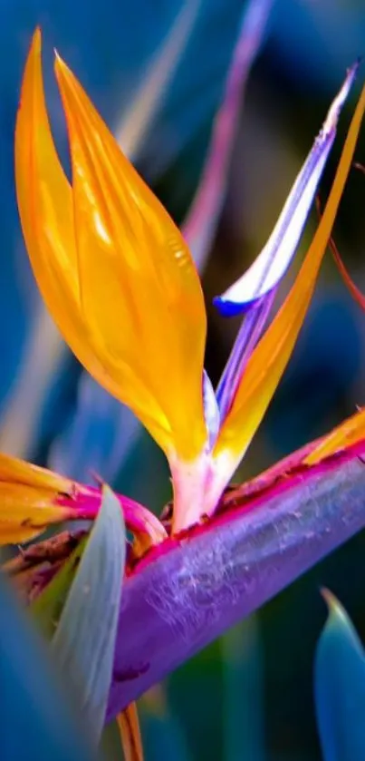 Colorful Bird of Paradise flower with blue and orange hues on a mobile wallpaper.