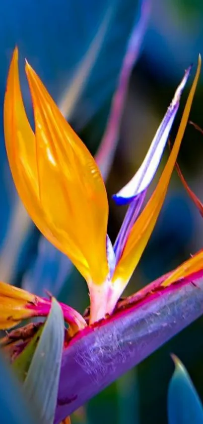 Vibrant Bird of Paradise flower close-up with vivid colors.