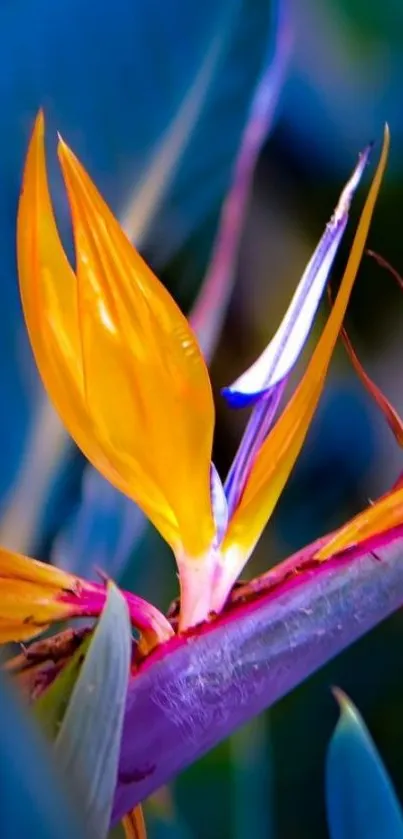 Vibrant Bird of Paradise flower with bold colors against a blue background.