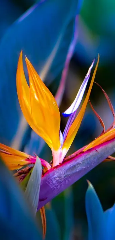 Bird of Paradise flower in vivid blue and orange colors for mobile wallpaper.