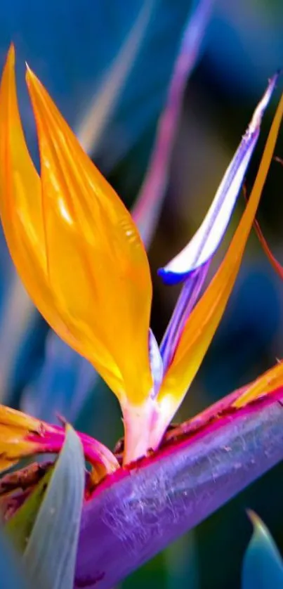 Vibrant Bird of Paradise flower with bold colors.