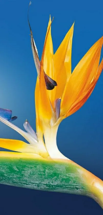 Bird of Paradise flower on blue wallpaper.