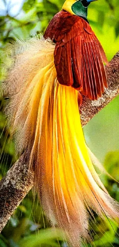 Exquisite Bird of Paradise with intricate colorful plumage.