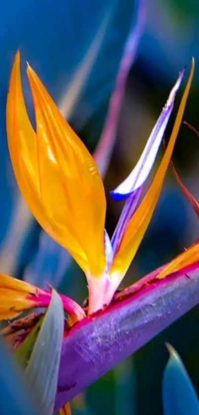 Vibrant Bird of Paradise flower against a blue background wallpaper.