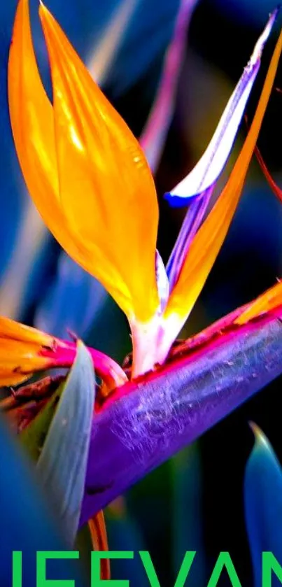 Close-up of a vibrant Bird of Paradise flower with striking colors on a mobile wallpaper.