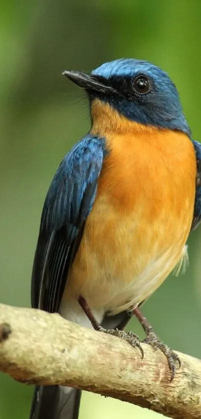 A vibrant blue and orange bird perched on a branch against a green background.