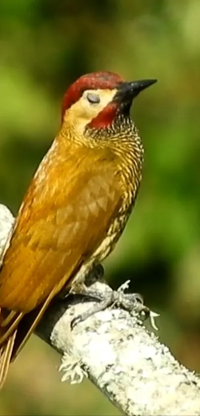 Vibrant bird perched on a branch in lush greenery.