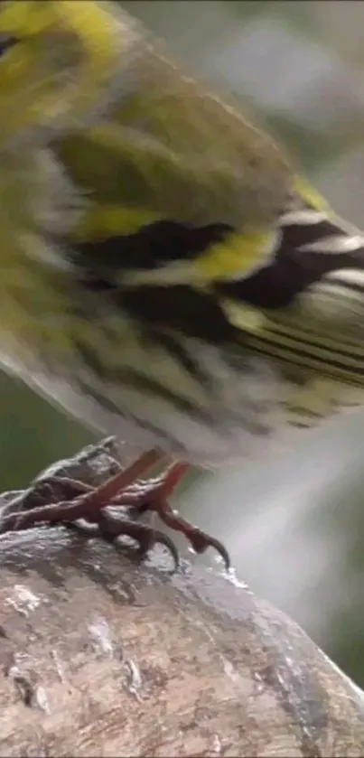 Vibrant bird with yellow and green hues perched on a branch.