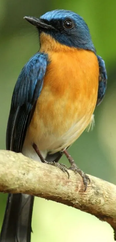 Vibrant blue and orange bird on a branch against a green background.