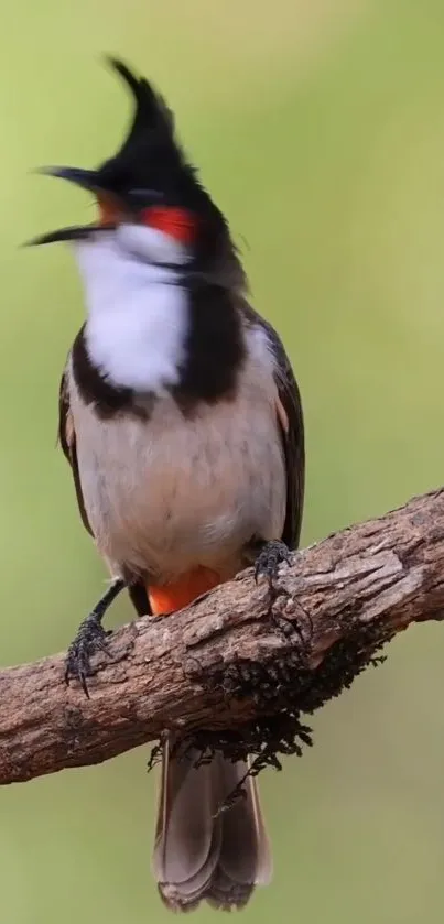 Vibrant bird perched on a branch, against a light green background.