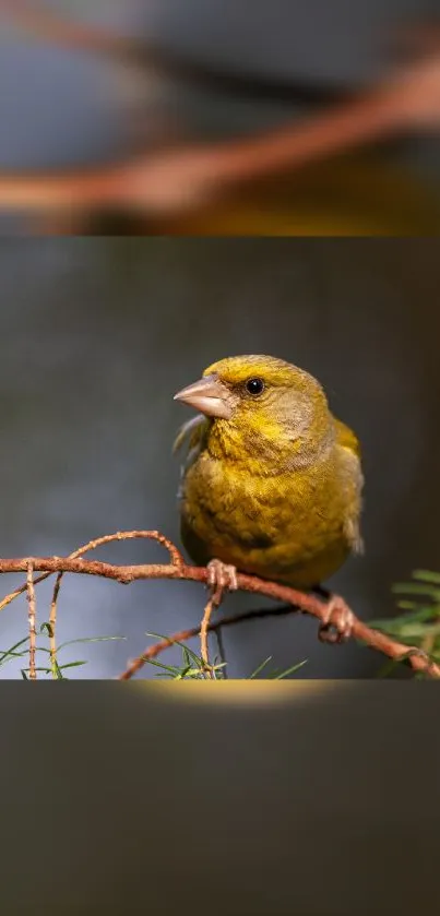 A vibrant yellow-green bird perched on a delicate branch.