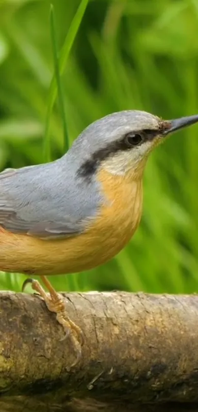 A vibrant bird perched on a rustic branch in lush greenery.