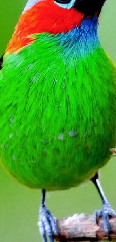 Vibrant bird perched on a branch, displaying colorful feathers.