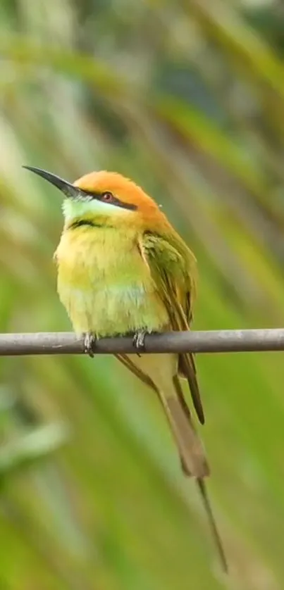 Colorful bird with orange and green plumage perched on a branch.