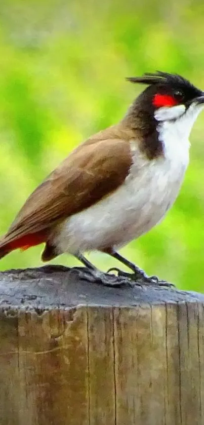 Vibrant bird perched on a wooden post.