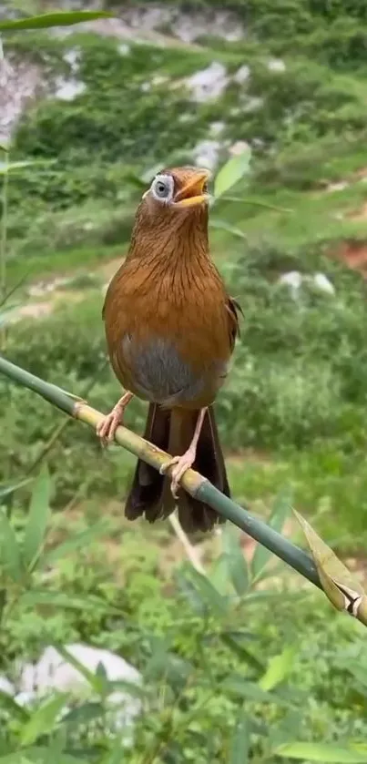 Vibrant bird perched on bamboo amidst green scenery.