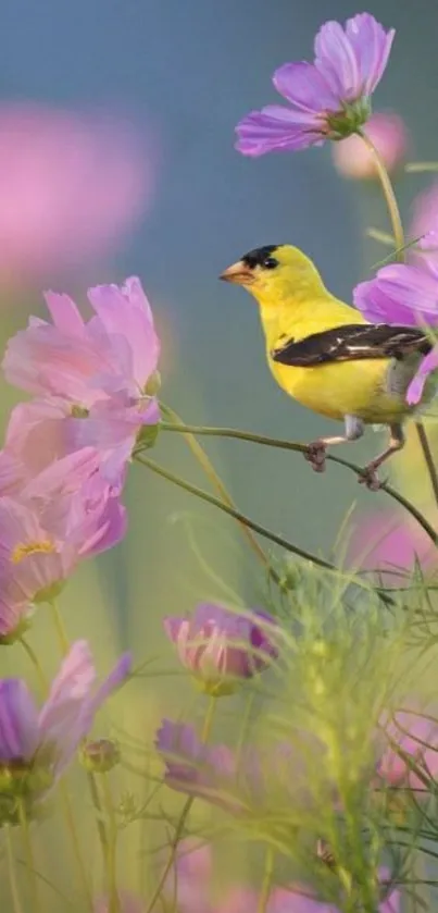 Yellow bird perched on pink cosmos flowers with soft background.