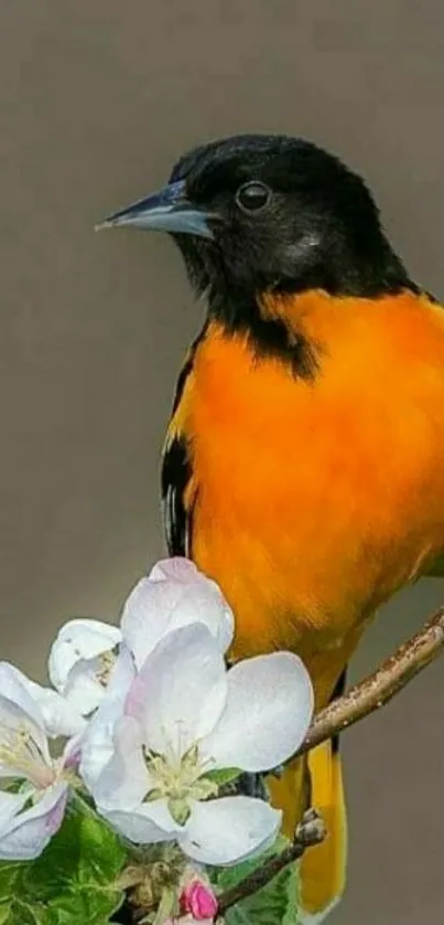 Black and orange bird on a branch with flowers.