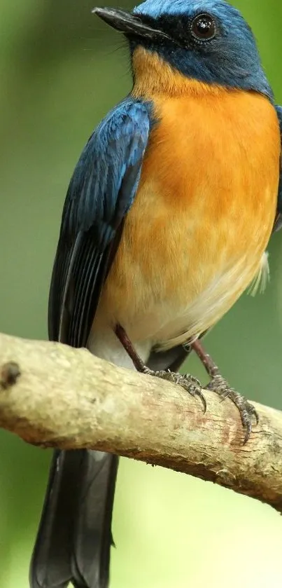 Colorful bird with orange breast perched on branch.