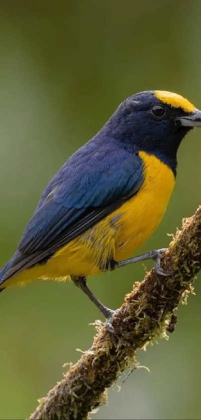 Colorful bird perched on a branch in natural setting.