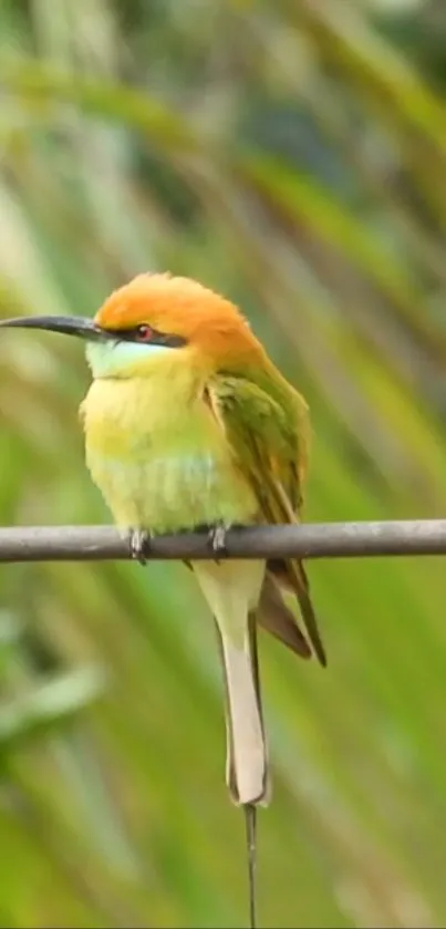 Colorful bird perched on a branch in a natural setting.