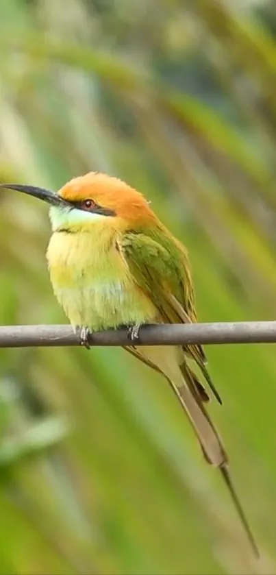 Colorful bird perched on a branch with green background.