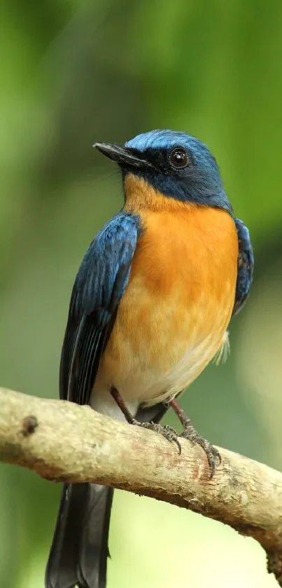 A colorful bird perched on a branch amidst green background.